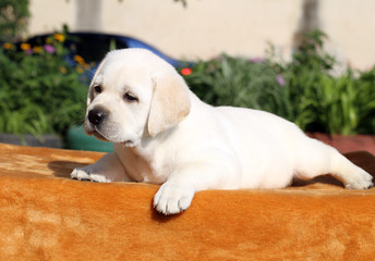 the little labrador puppy on an orange background