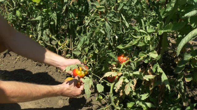A man harvests tomatoes in home garden. Gardener farmer plucks fruit from tomato plants bushes. Young man working at home on plantation. Organic fresh vegetables and fruits. Eco Shop. Red tomatoes.