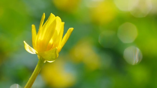 Gelbe Bl&uuml;te von Scharbockskraut, Ficaria verna