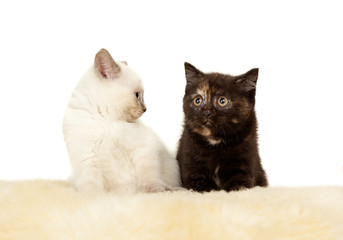 Portrait of two British Shorthair Kittens sitting, 8 weeks old.