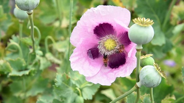 Bees flying pollinate opium poppy flower