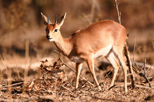 Lone steenbok browsing in the open and dry winter drought conditions