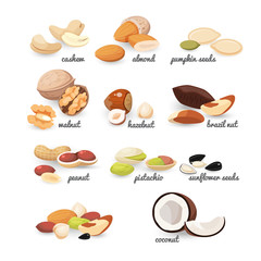 Set of various nuts and seeds, vector illustration