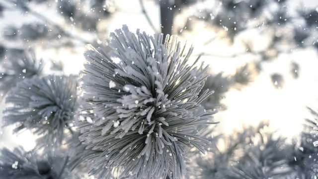 Winter frost on spruce tree and snowfall close-up 4k UHD (3840x2160)
