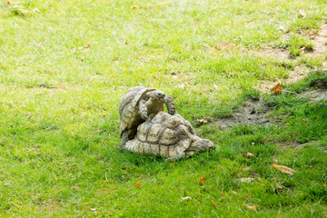 Tortoises mating on a green grass