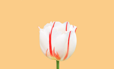 pink tulip flower isolated on orange background