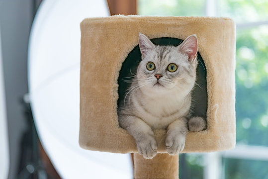 Cute tabby persian cat