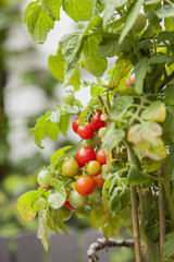 Homegrown organic tomatoes