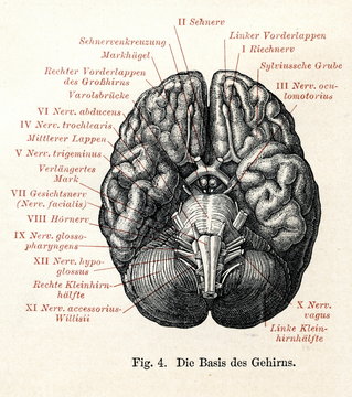 Human brain viewed from below (from Meyers Lexikon, 1895, 7 vol.)