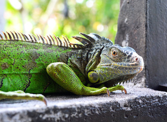 Green Iguana Reptile Portrait Closeup
