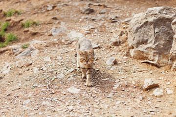 Striped cat walks on rocky ground