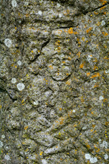 Detail of a medieval Celtic cross, Clonmacnoise, Ireland