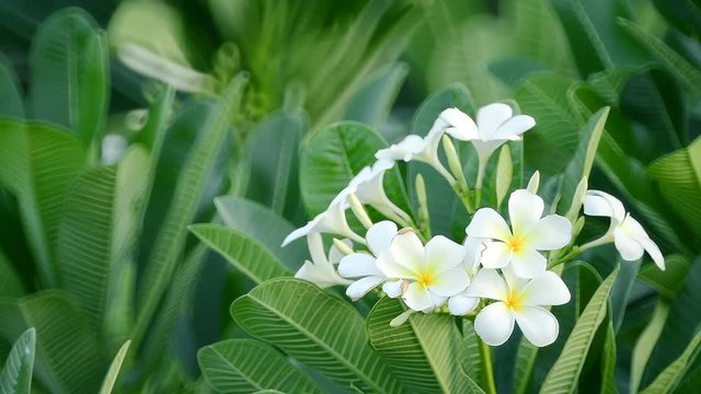 frangipani flowers blooming in rainy season