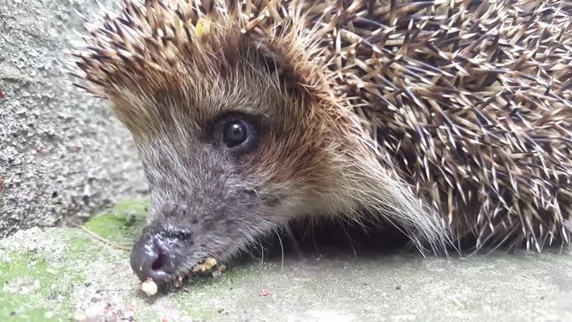 a Hedgehog on Earth.