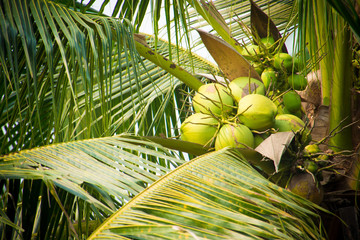 coconuts on tree in thailand