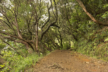 Naklejka na ściany i meble Path down the levada on Madeira island. Caldeirao Verde, Madeira, Portugal