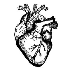 Реалистичное сердце, анатомия