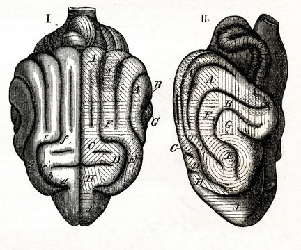 Sensory areas of dog's brain (from Meyers Lexikon, 1895, 7 vol.)