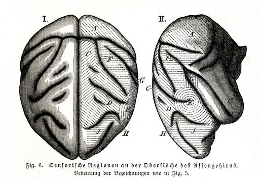 Sensory areas of monkey brain (from Meyers Lexikon, 1895, 7 vol.)
