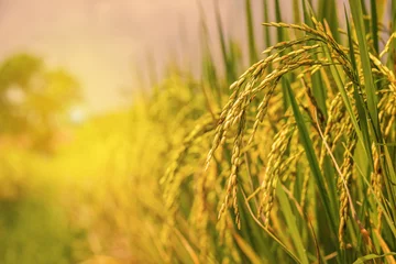 Fototapeten rice field © orijinal_x