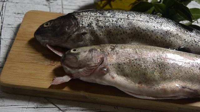 Կարմրախայտ C&aacute; hồi chấm Trota Trutta Pstrąg マス טרוטה Pastrve سلمون مرقط Forellen Trout Trucha Truite