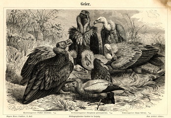 Vultures (from left) - cinereous vulture, Egyptian vulture, griffon vulture (from Meyers Lexikon, 1895, 7 vol.) - 118907352