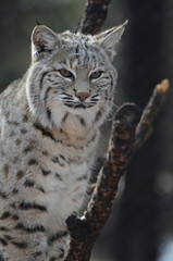 Fototapeta premium Lynx Perched in a Tree