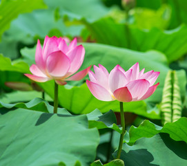Obraz premium lotus bloom in the pond