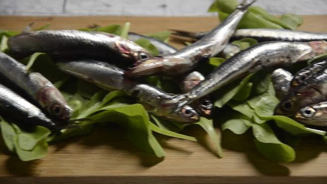 C&aacute; cơm ch&acirc;u &Acirc;u Engraulis encrasicolus Alici Sardela europejska European anchovy