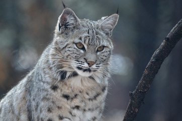 Obraz premium Gorgeous Bobcat's Face Up Close