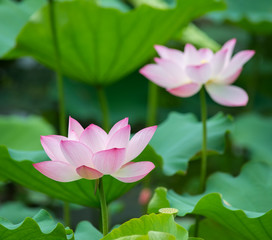 lotus bloom in the pond