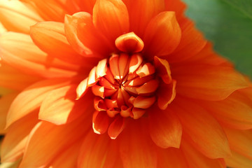 Nature: Orange chrysanthemum