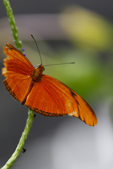 Animals: Orange butterfly on a flower