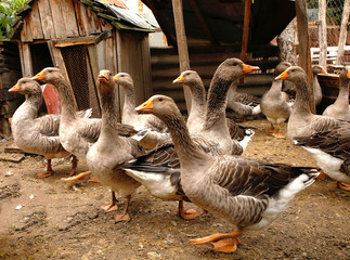 Obraz premium homemade geese in the backyard