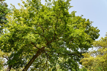 Green Tree Foliage In Summer
