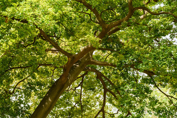 Green Tree Foliage In Summer