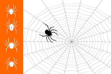 spider illustration