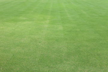 Green grass in golf Fairway ,Grass field background.