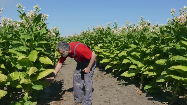 Farmer examine blossoming tobacco plant in field using tablet