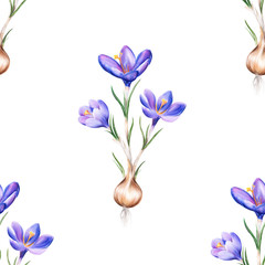 Watercolor whole crocus drawing pattern