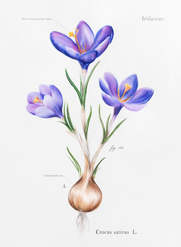 Watercolor whole crocus drawing