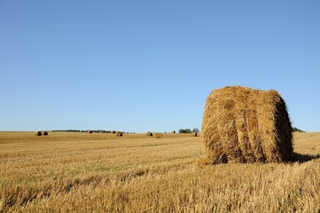 Fototapeta premium straw bales on the field