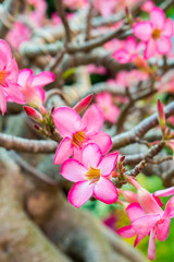 Red and pink flowers of Adenium obesum a species of flowering plant. It is a popular houseplant and bonsai.