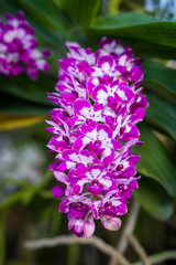 White to red inflorescence of Rhynchostylis gigantea flower. It is a species of orchid in Thailand.