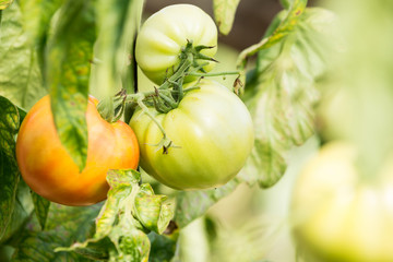 healthy tomatoes on a branch
