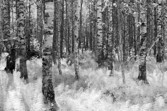 Fototapeta Birch forest