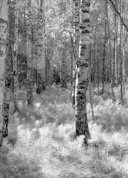 Fototapeta Birch forest