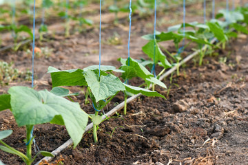 The young shoots of cucumber on garter