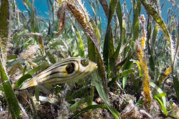 Fish in the Sea Grass