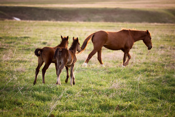 Fototapeta premium Two foals running for a mare